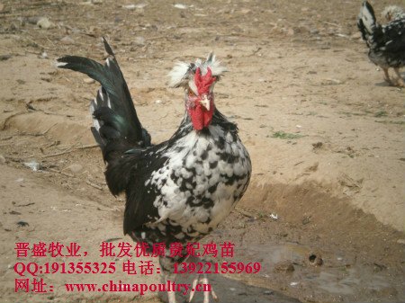 饲养技术  贵妃鸡饲养效益 贵妃鸡价格