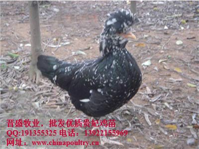 浙江贵妃鸡养殖场
