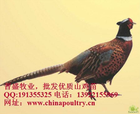 七彩山鸡的市场行情