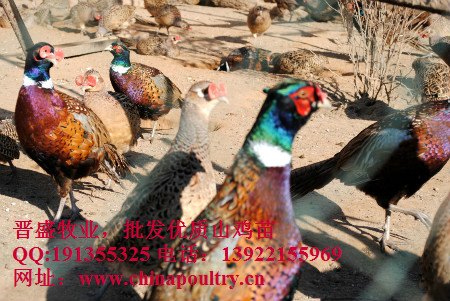 养七彩山鸡的方法