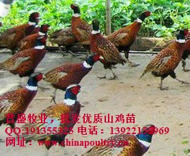 养七彩山鸡的利润有多少
