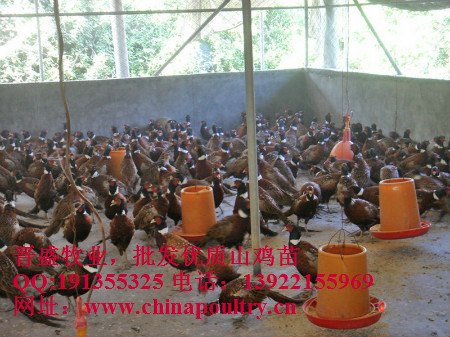 特种禽苗，七彩山鸡苗供应
