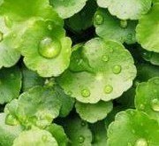 羟基积雪草酸80% 南京报价 
