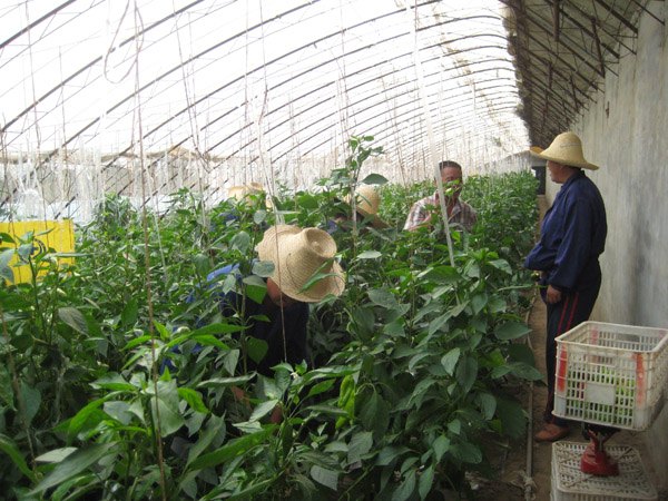 唐山节水滴灌带行情|滴灌带价格|滴灌带厂家