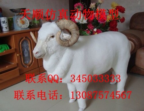 仿真绵羊模型 真皮绵羊标本 展示布置展厅道具