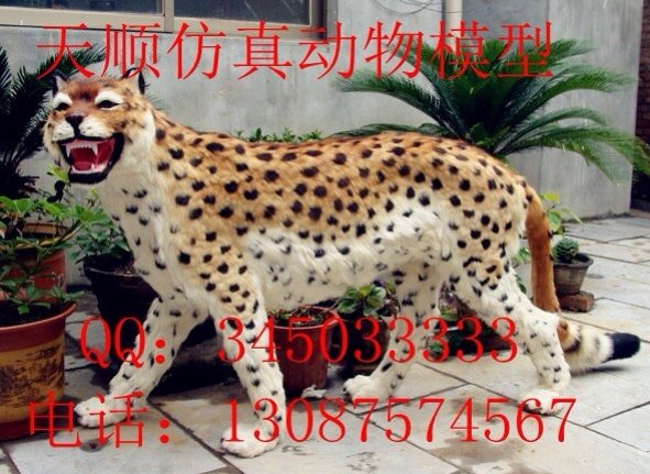 仿真豹子模型 金钱豹 美洲豹标本 雪豹