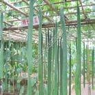 供应特长丝瓜