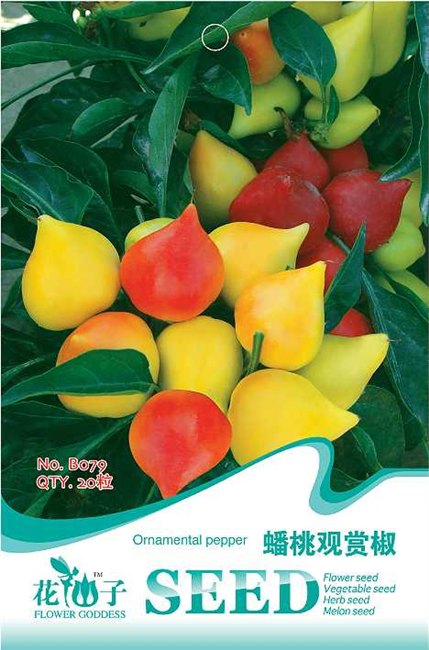 供应蟠桃观赏椒种子