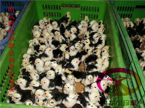浙江贵妃鸡苗-哪里的贵妃鸡苗最便宜