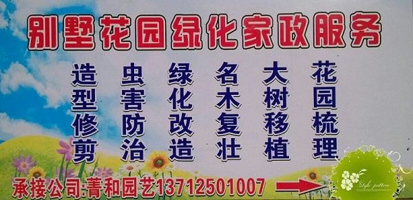 专业罗汉松修剪造型
