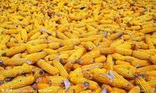 求购大量玉米小麦大豆等