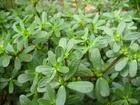 野菜种子 马齿苋种子