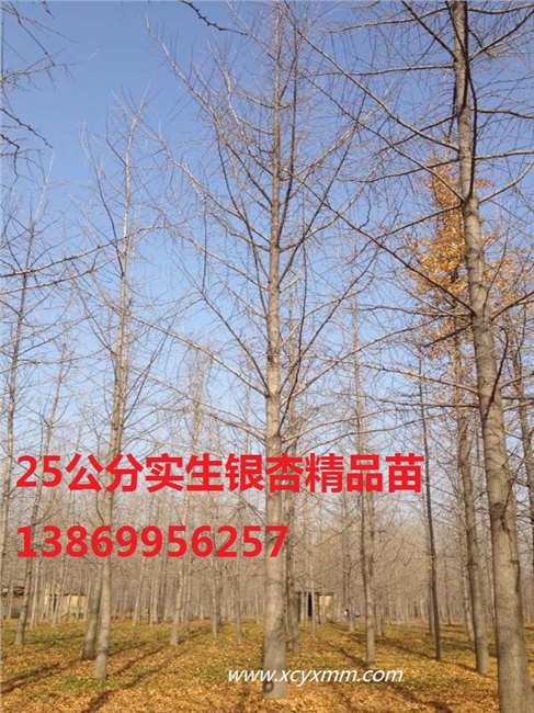 供应50公分银杏