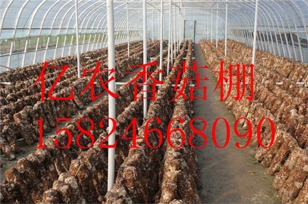 建钢管食用菌大棚的特点