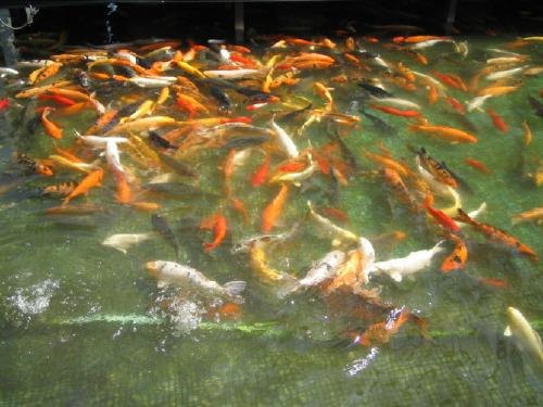 鱼虾饲料粘合剂中国火云科技