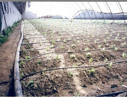广西大棚蔬菜滴灌带厂家