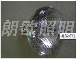 供应优质黑光泡