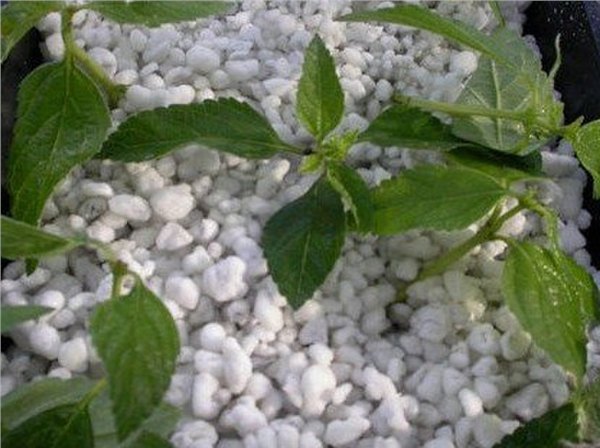 高档花卉种植必备育苗改良土壤最佳基质用大颗粒膨胀珍珠岩