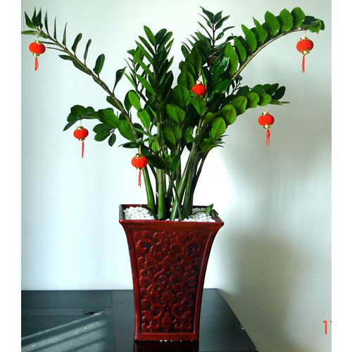 萧山花卉租摆