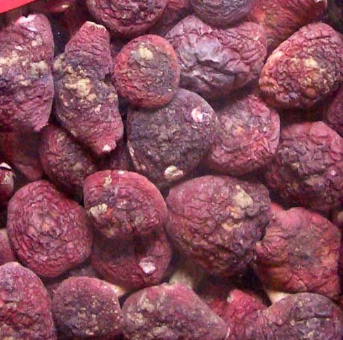批发野生红菇 茶树菇