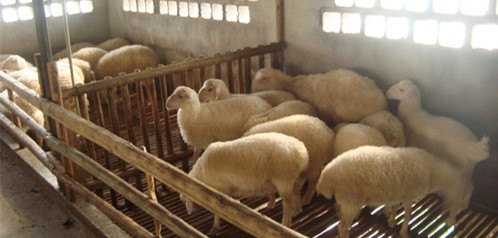 众诚湖羊养殖湖羊成品羊5