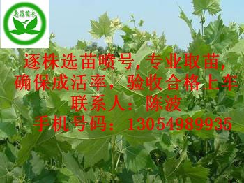 山东德州1公分法桐小苗的价格