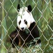 供应家畜围栏网