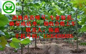 供应法国梧桐|华北地区山东泰安十三公分法桐