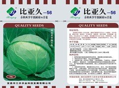 品质兼优早熟圆球甘蓝种子