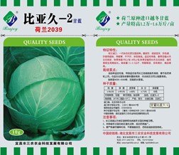热销商品荷兰进口甘蓝种子