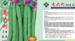 高品质意大利进口四季豆种子
