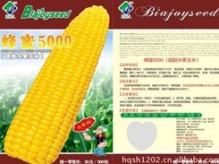 高性能耐寒甜玉米种子