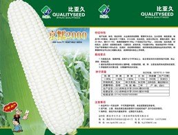 热销达人京科糯2000玉米种子