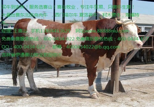 黄牛种牛价格 黄牛行情吉林喜山牧业
