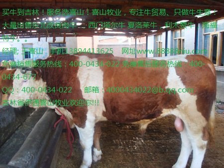 黄牛牛苗价格 黄牛现在的价格吉林喜山牧业