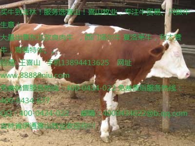 黄牛牛犊价格 黄牛现在什么价格吉林喜山牧业