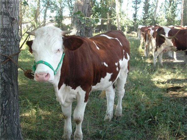 黄牛种苗价格 东北肉牛吉林喜山牧业