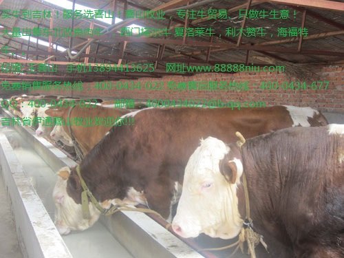 黄牛现在什么价格 黄牛种牛价格吉林喜山牧业
