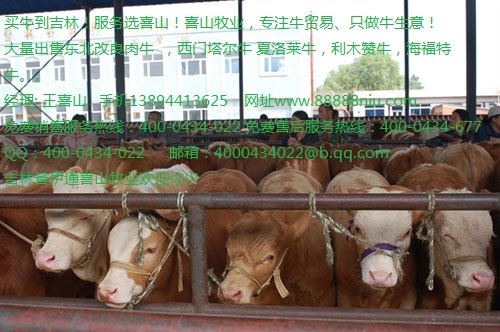 黄牛幼崽价格 黄牛牛苗价格吉林喜山牧业