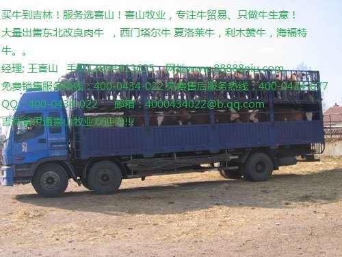 黄牛崽价格 黄牛牛犊价格吉林喜山牧业