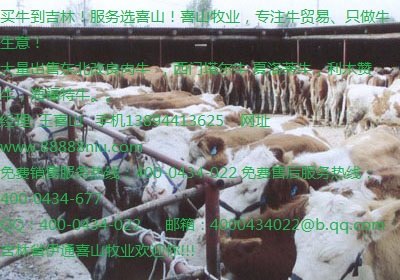 黄牛出售价格 黄牛头价格吉林喜山牧业