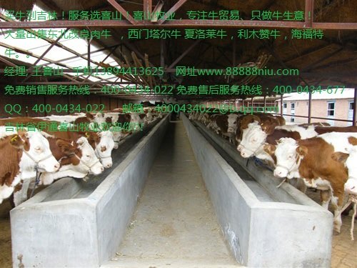 黄牛价钱 黄牛基地吉林喜山牧业