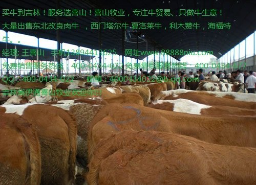 鲁西黄牛种价格 鲁西黄牛肉价格吉林喜山牧业