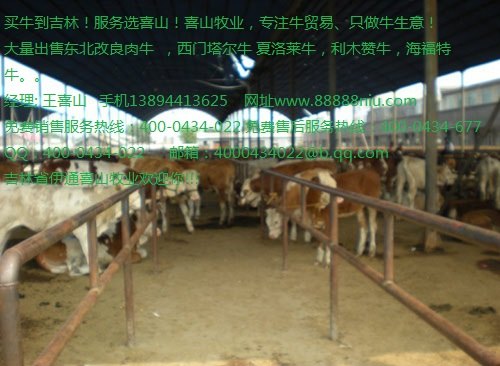 鲁西黄牛的价格 鲁西黄牛纯种价格吉林喜山牧业