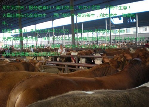 鲁西黄牛现在的价格 鲁西黄牛种牛价格吉林喜山牧业