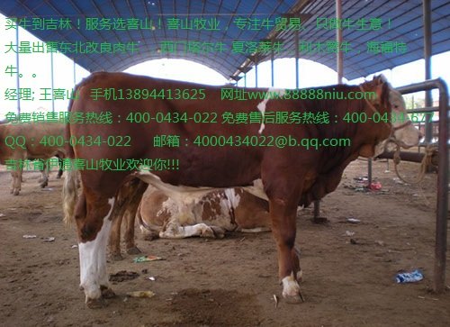 鲁西黄牛犊价格 鲁西黄牛种价格吉林喜山牧业