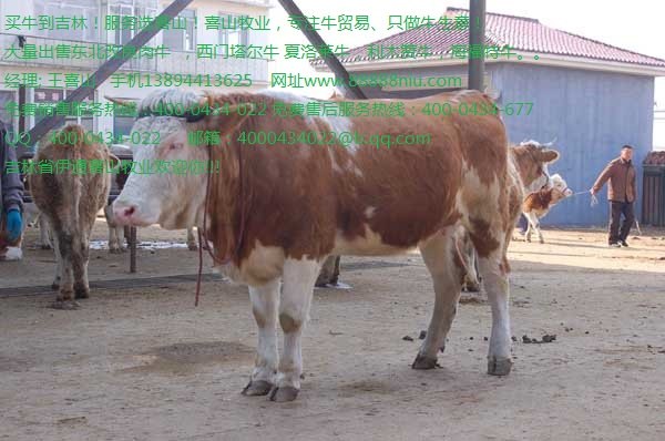 鲁西黄牛牛犊价格 鲁西黄牛牛苗价格吉林喜山牧业