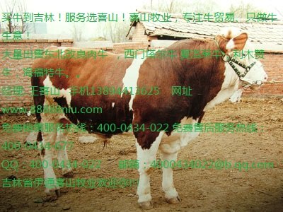 鲁西黄牛母牛价格 鲁西黄牛牛肉价格吉林喜山牧业
