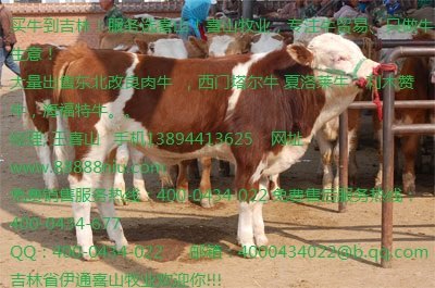 鲁西黄牛最新价格 鲁西黄牛牛犊的价格吉林喜山牧业