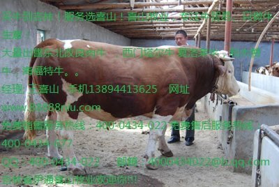 鲁西黄牛批发价格 鲁西黄牛牛犊价格吉林喜山牧业